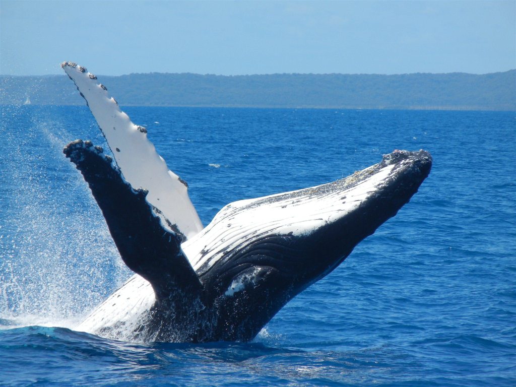 Woodgate Beach Houses Whale Watching Season